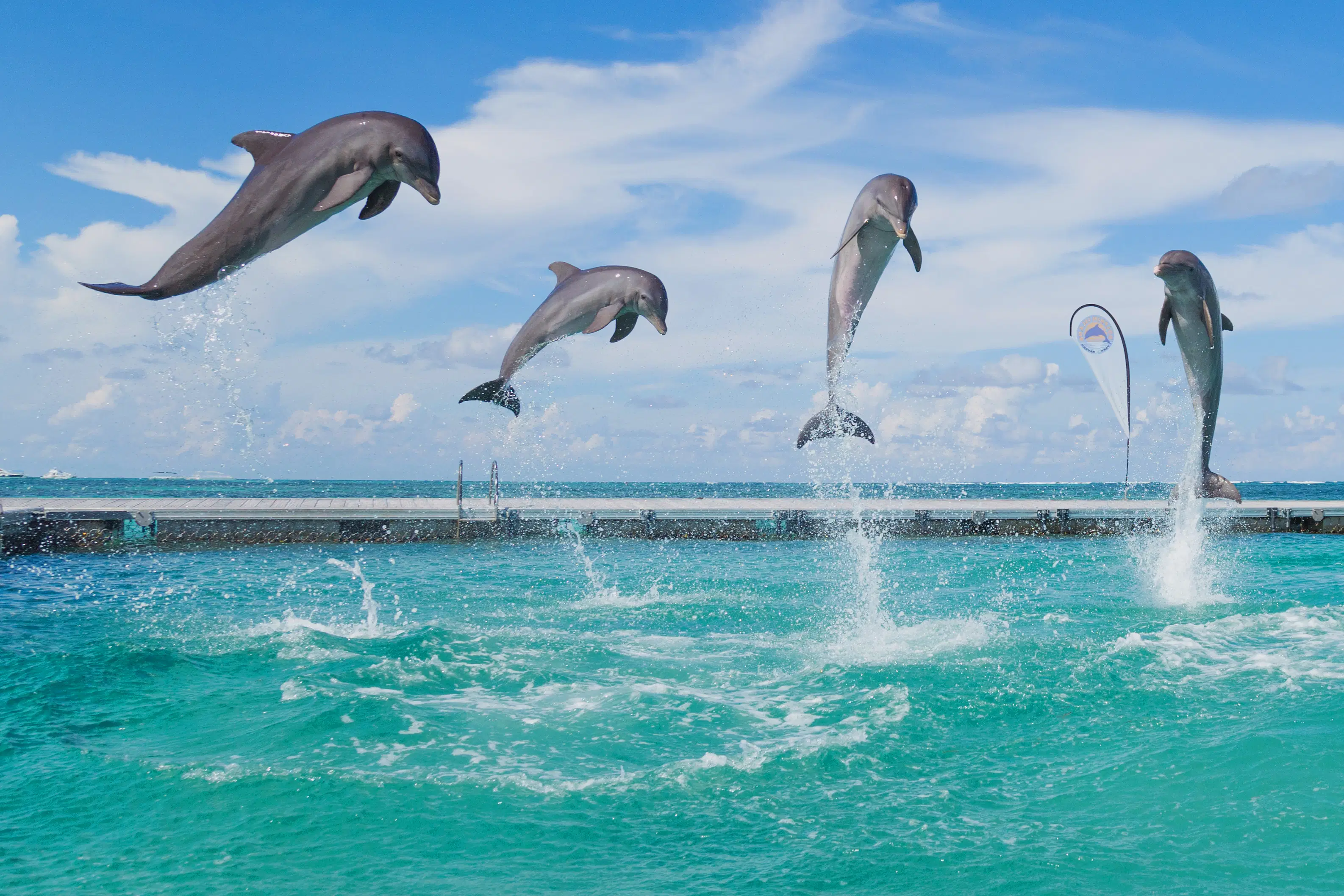 Swim with Dolphins