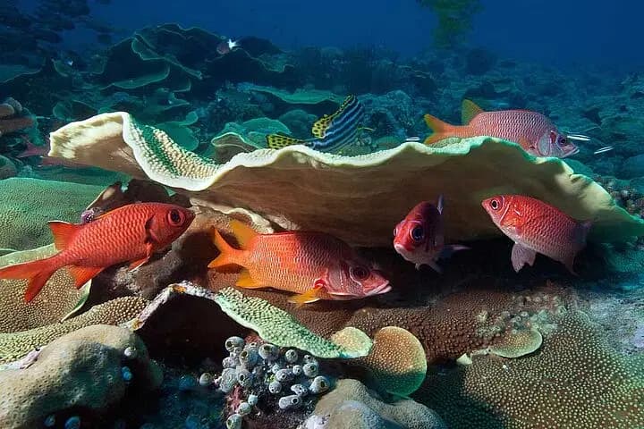 Catalina Island Diving Tour